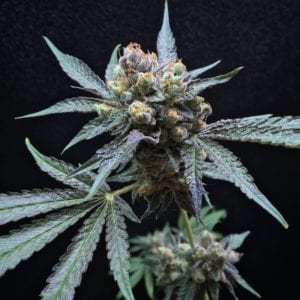 whiskey sowah seeds strain